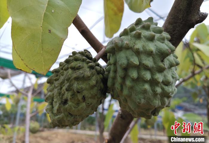 永定區嘉華農業科技觀光園棚下種果?！埥鸫?攝